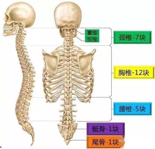 成人脊柱调理方法视频讲解