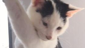 猫变成人形的视频大全